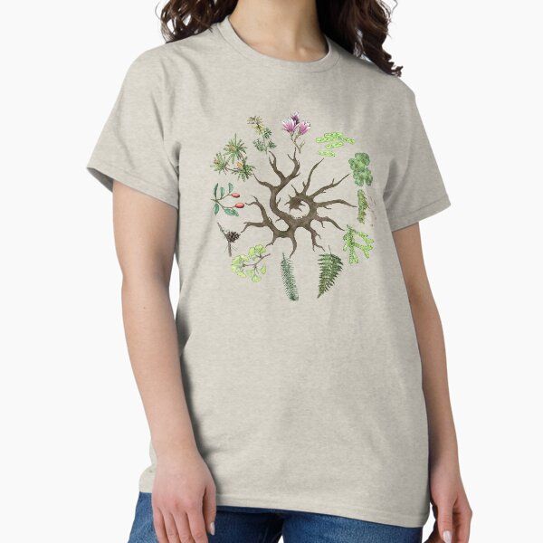 Plant Evolutionary Tree (Plain Background)
