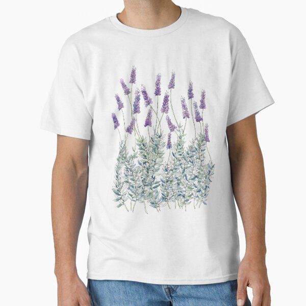 Lavender, Illustration